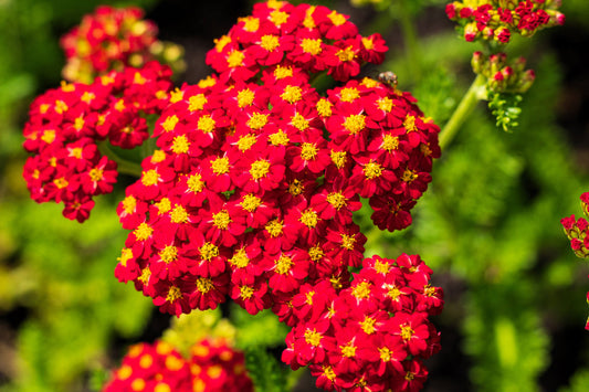 Red Yarrow Seeds - Achillea Millefolium, Vibrant Perennial Pollinator Plant, Drought-Tolerant, Full Sun, Wildflower Garden