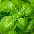 Genovese Basil Seeds - Heirloom Non-GMO Italian Pesto Basil - Fragrant Dark Green Leaves - Culinary Herb Seeds