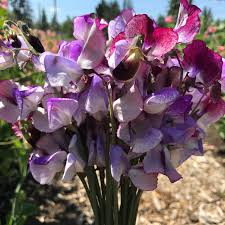 50+ Sweet Pea Seeds | Triple Bloom Climbing Vines | Fragrant Pink, Purple & White | Lathyrus odoratus | USA