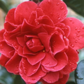 Tom Knudsen Camellia Japonica Starter Plant | 8-12 Inches | Evergreen Shrub with Pink, White, Yellow Blooms | USDA Zones 7-10