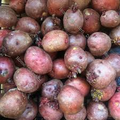 Organic Red Idaho Seed Potatoes - Nutrient-Rich, Easy to Grow, Solanum tuberosum, Home Garden Tuber Starter