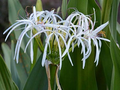 White Spider Crinum Lily Amoenum Starter Plant | Live Rooted Bulb | Drought-Tolerant Outdoor Lily | White Flowers | Zone 9+