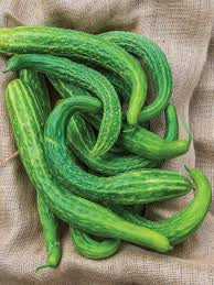 Suyo Long Cucumber Seeds | Heirloom Non-GMO | Burpless & Bitter-Free | Cucumis sativus | Long, Ribbed, Heat-Tolerant