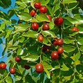 Bare Root Jujube Tree 15” Lang Chinese Red Date, Edible Fruit Tree, Drought Tolerant, Ziziphus jujuba, Easy Care Plant