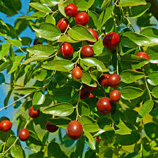 Bare Root Jujube Tree 15” Lang Chinese Red Date, Edible Fruit Tree, Drought Tolerant, Ziziphus jujuba, Easy Care Plant