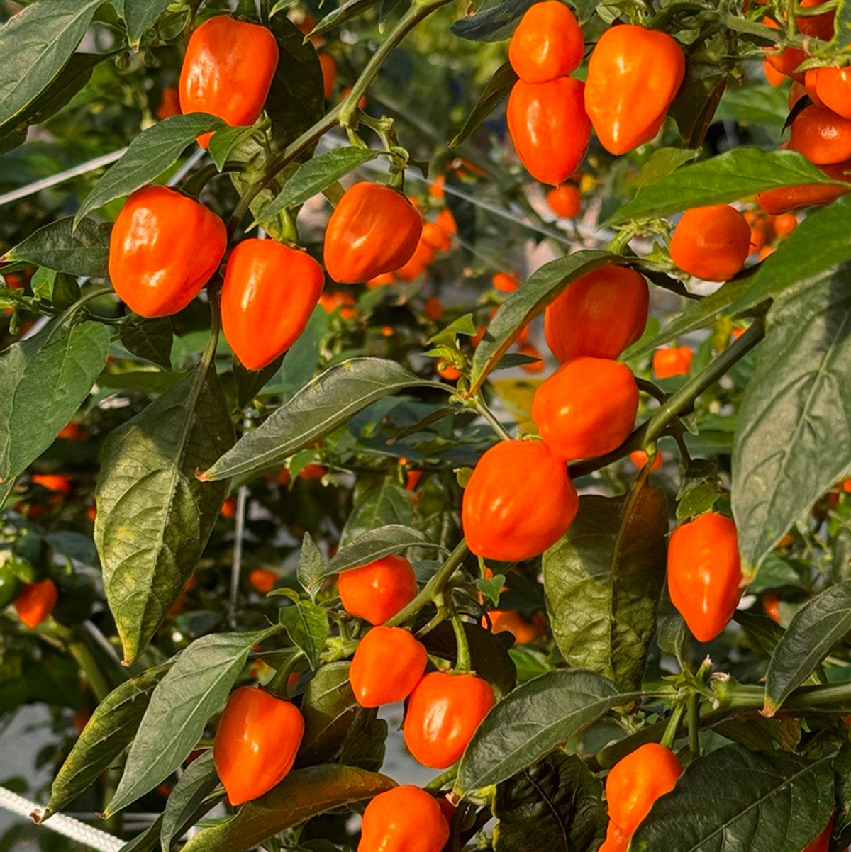 20 Seeds Orange Habanero Pepper – Capsicum chinense, Fiery Heirloom Hot Pepper for Salsas & Hot Sauces