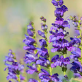 Sidebells Penstemon Seeds – Penstemon secundiflorus Native Wildflower with Lavender Blooms & Silvery Foliage, Drought-Tolerant Planting