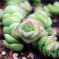 Crassula 'Jade Necklace' Succulent Plant - Easy Care, Star-Shaped Winter Flowers, Tightly Stacked Red-Edged Leaves, Perfect for Terrariums
