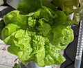 Vegetable & Herb Seeds Pack - 16 Varieties, Heirloom Non-GMO, Kale, Basil, Broccoli, Dill, Pak Choi, Edible Plants
