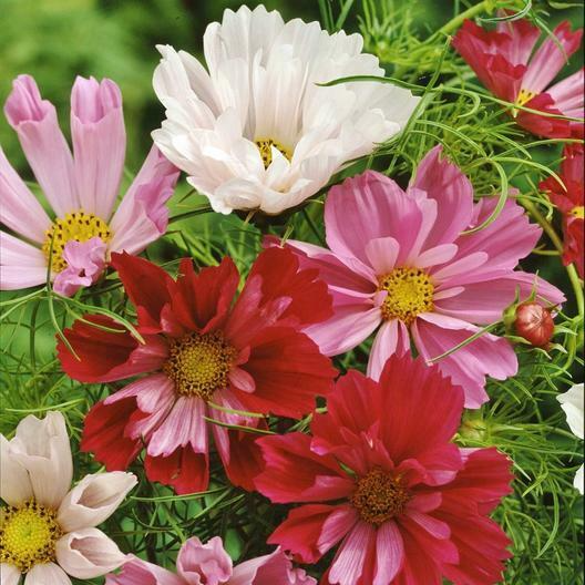 Seashells Cosmos Seeds - Pink, White, Red Tubular Petals, Pollinator, Drought Tolerant, Fast Growing, Cosmos bipinnatus