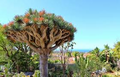 10 Draco Dragon Tree Seeds | Rare Ornamental Dracaena draco for Indoor & Outdoor Gardens