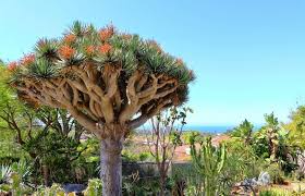 10 Draco Dragon Tree Seeds | Rare Ornamental Dracaena draco for Indoor & Outdoor Gardens