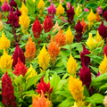 200 Seeds Celosia Plumosa Lilliput Kewpie Mix - Dwarf Annual Flowers for Borders & Containers, Vibrant Feathery Blooms, Non-GMO