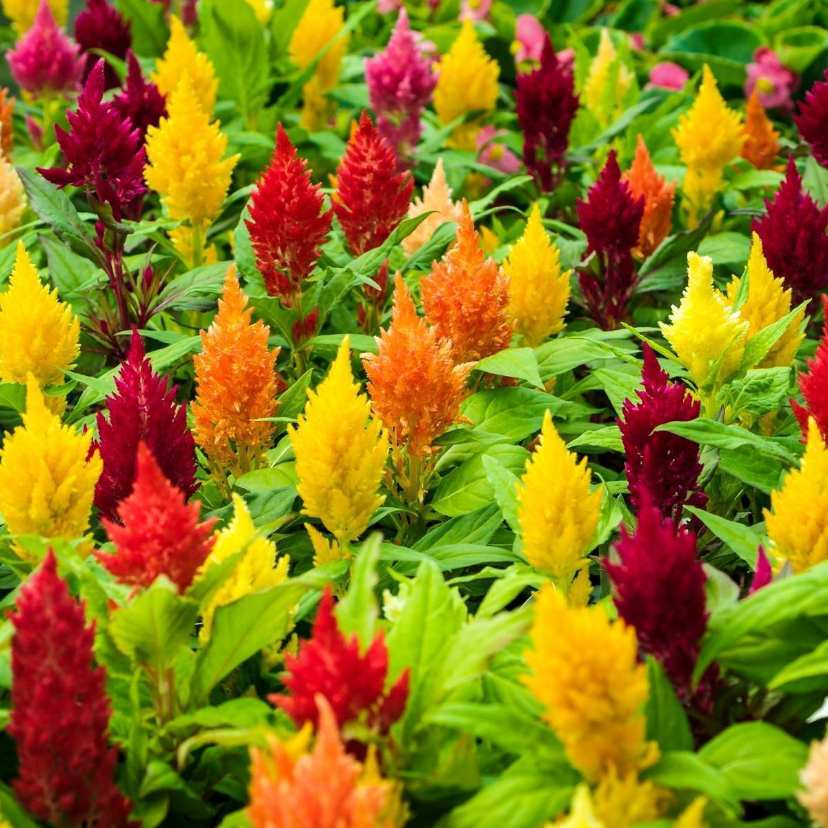 200 Seeds Celosia Plumosa Lilliput Kewpie Mix - Dwarf Annual Flowers for Borders & Containers, Vibrant Feathery Blooms, Non-GMO