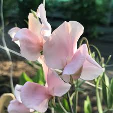Harvey’s Blush Sweet Pea Seeds – Climbing Vine for Trellises & Bouquets – Soft Pink Blooms – Lathyrus odoratus – 50 Seeds