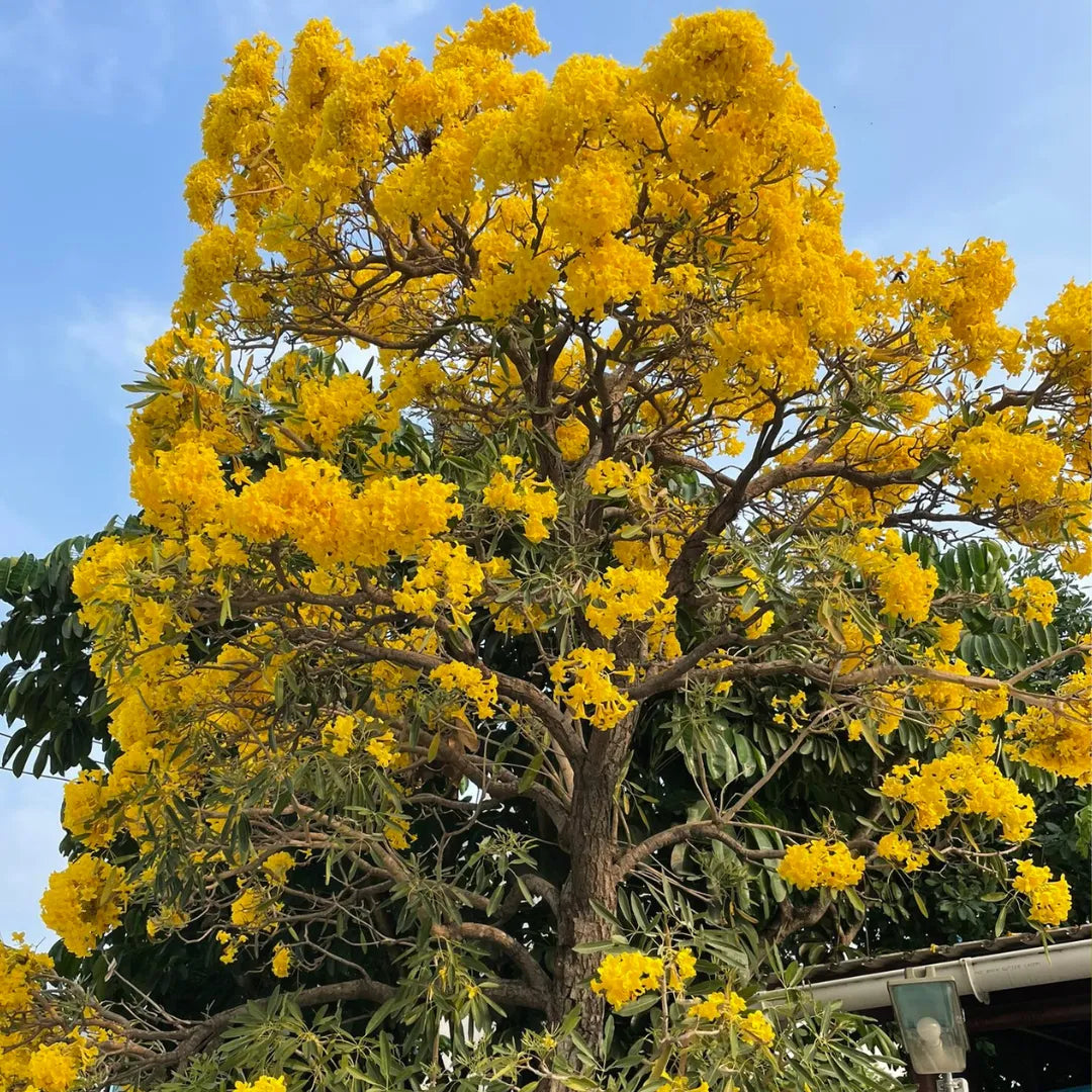 Tabebuia Argentea Seeds – Golden Trumpet Tree – Yellow Flowering Ornamental Tropical Tree for Landscaping
