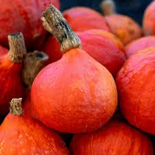 Japanese Red Kuri Squash Seeds | Heirloom Non-GMO | Winter Squash, Nutty Flavor, 3-7 lbs | Cucurbita Maxima