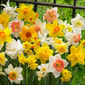 20 Live Yellow Daffodil (Narcissus) Bare Root Plants - Bright Spring Flowers for Borders & Naturalizing