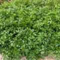 Giant Italian Parsley Seeds 500 Non-GMO Heirloom Culinary Herb for Salads and Soups Petroselinum crispum