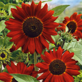 Velvet Queen Sunflower Seeds 1g - Deep Red Blooms, Helianthus annuus, Drought-Tolerant, Pollinator-Friendly