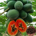 20 Caribbean Red Lady Papaya Seeds - Tropical Fruit Tree, Non-GMO, Large Melon-Like Fruits, Carica Papaya, Indoor or Outdoor Cultivation