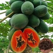 20 Caribbean Red Lady Papaya Seeds - Tropical Fruit Tree, Non-GMO, Large Melon-Like Fruits, Carica Papaya, Indoor or Outdoor Cultivation