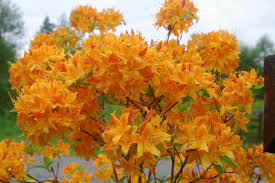 Golden Lights Deciduous Azalea Starter Plant, Yellow Rhododendron, Cold-Hardy, Northern Lights Series, Shrub, Flowering, USDA Zones 3-7b