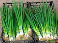 250 mg Onion Evergreen Bunching Seeds – Perennial Hardy Green Onion Variety for Vegetable Gardens, Spring & Summer Crops