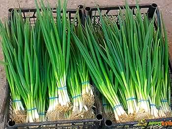 250 mg Onion Evergreen Bunching Seeds – Perennial Hardy Green Onion Variety for Vegetable Gardens, Spring & Summer Crops