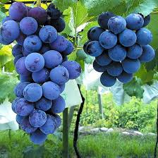 Kyoho Grape Seedling | 8” Live Starter Plant | Sweet Purple Grapes | Fruiting Vine for Sub-Tropical Gardens