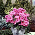 100 Seeds Rose Mallow Tanagra Hot Pink Blooms, Pollinator Attractor, Hardy Perennial, Vibrant Flowers, Non-GMO, Garden Plant