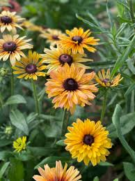 200+ Sahara Mix Rudbeckia Seeds – Drought-Tolerant Wildflower Seeds for Gardens, Borders & Pollinators – Rudbeckia hirta