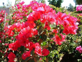 Double Red Bougainvillea Starter Plant – Rare, Well-Rooted, USA Grown, Hardy Outdoor Garden Flower