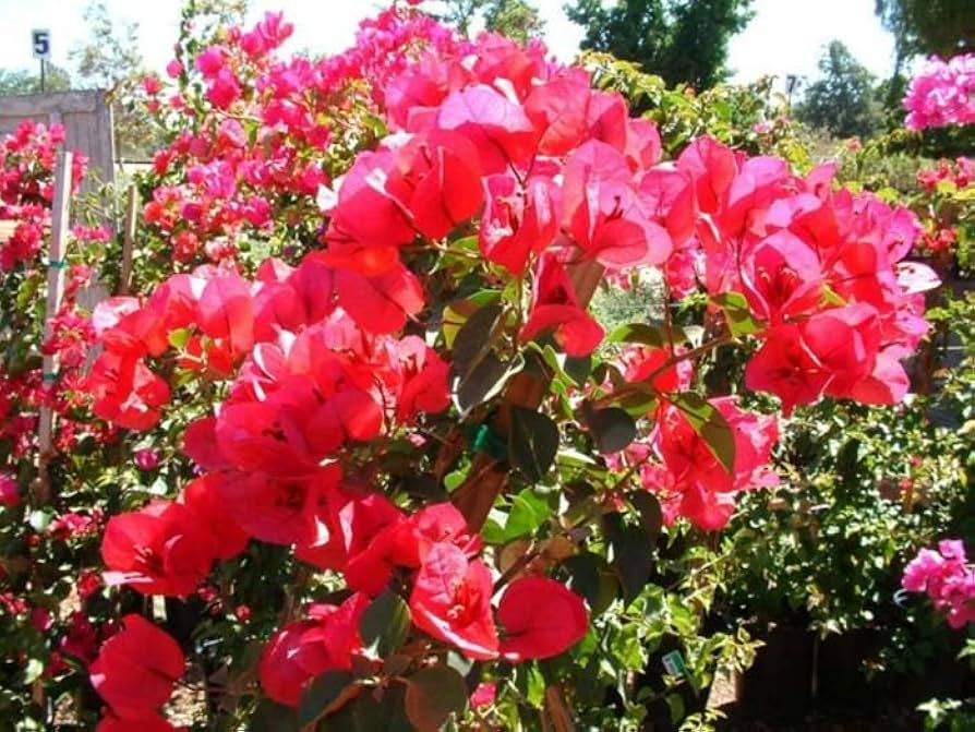 Double Red Bougainvillea Starter Plant – Rare, Well-Rooted, USA Grown, Hardy Outdoor Garden Flower