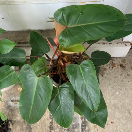 Red Emerald Philodendron Erubescens Climbing Plant - Fully Rooted, 17" Tall Indoor Houseplant with Vibrant Red Foliage