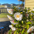 Tea Plant Seeds – Camellia sinensis, Organic, Black, Green, White Tea Leaf Shrub for Home Garden or Containers