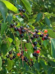 Bare Root Rum Cherry Tree Prunus serotina Wild Black Cherry Live Plant 18-24 Inches