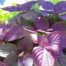 Perilla Red Aka Shiso Seeds – 500mg Heirloom Herb for Garden & Container, Bold Flavor, High Yield, Heat Tolerant, Perilla frutescens var. crispa