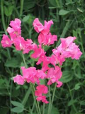 50+ Milly Sweet Pea Seeds – Fragrant Lilac Climbing Vines for Gardens & Bouquets | Lathyrus odoratus