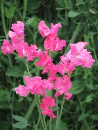 50+ Milly Sweet Pea Seeds – Fragrant Lilac Climbing Vines for Gardens & Bouquets | Lathyrus odoratus