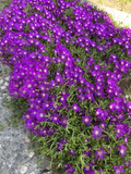 10 Creeping Ice Plant Cuttings | Rare Purple & Pink Blooms | Ground Cover Succulent | Drought-Tolerant & Easy to Grow