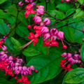 Clerodendrum thomsoniae Live Plant – Red Purple Bleeding Heart Vine – Tropical Climber with Vibrant Blooms