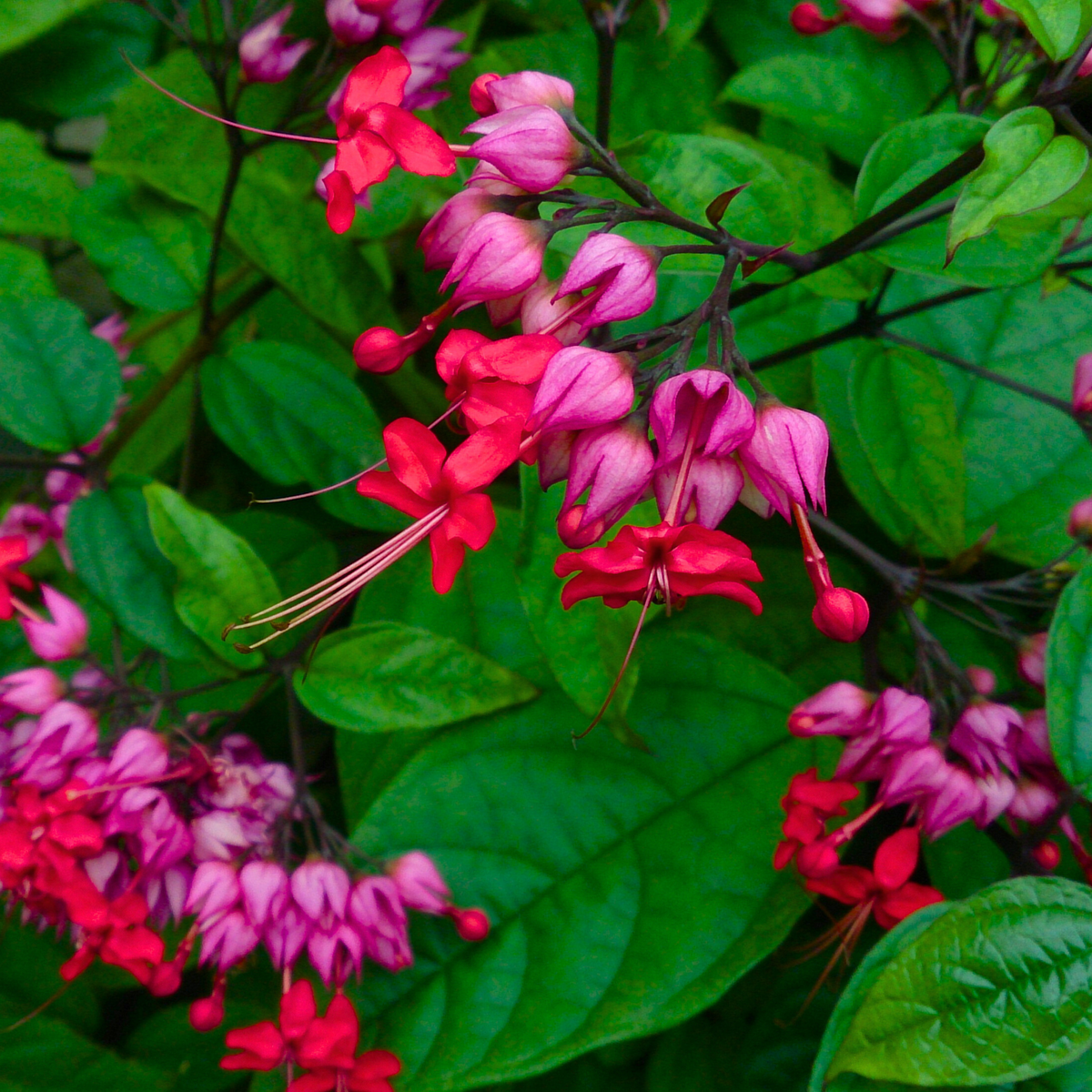 Clerodendrum thomsoniae Live Plant – Red Purple Bleeding Heart Vine – Tropical Climber with Vibrant Blooms