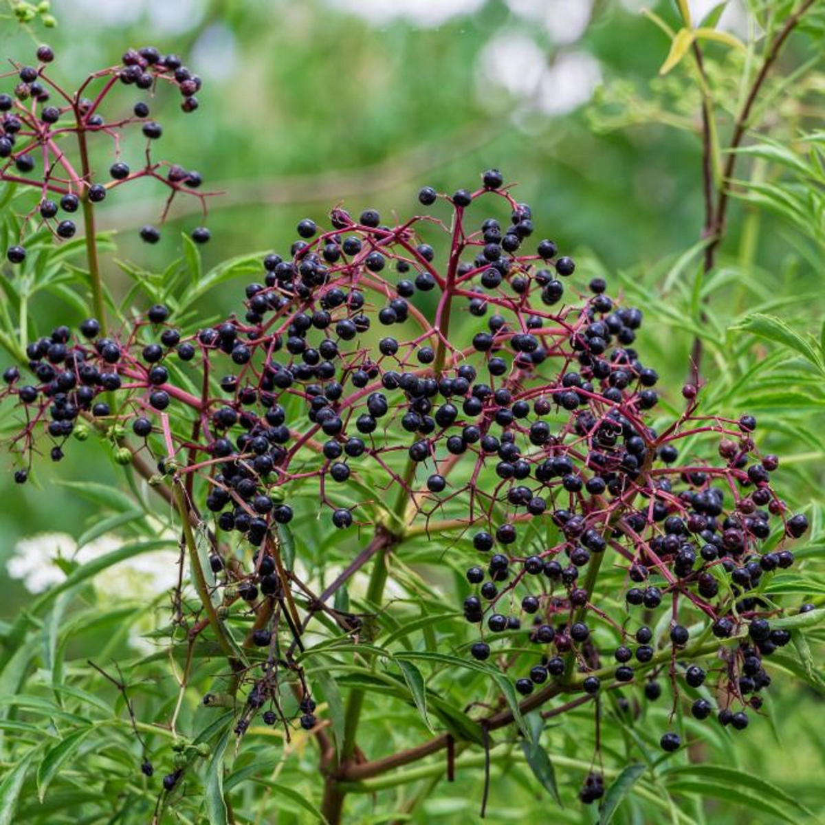 American Elderberry Cuttings 5 Unrooted Sambucus canadensis for Home Garden Berries and Propagation