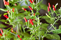 Thai Garden Bird Hot Pepper Seeds – Small Fiery Thai Chili Capsicum annuum for Spicy Sauces, Stir-Fries & Salsas