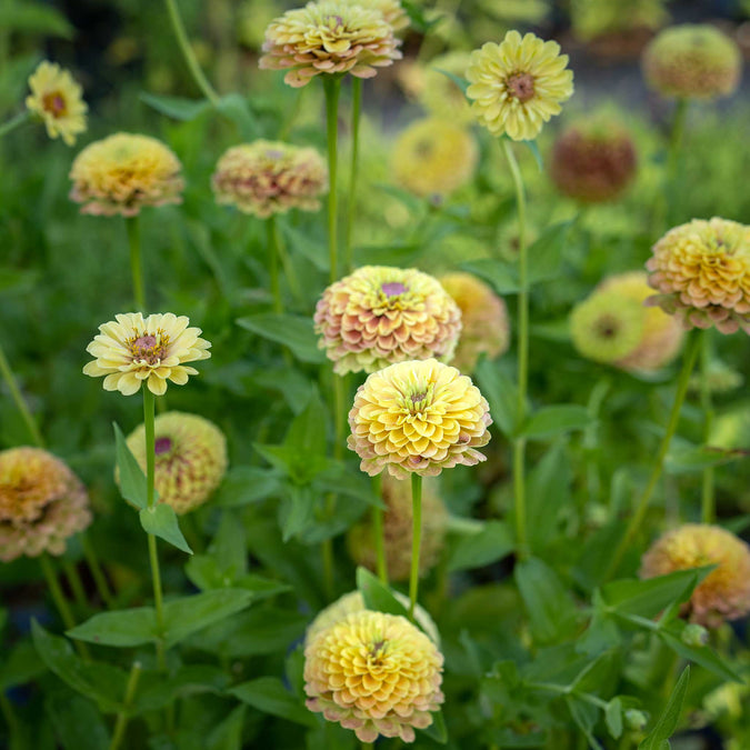 Queen Lime Blush Zinnia Seeds – 100+ Green-Pink Blooms for Cut Flowers, Gardens & Borders – Zinnia elegans, Annual, USA