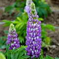 500mg Blue Lupine Seeds - Perennial Pollinator-Friendly Wildflower Lupinus polyphyllus for Gardens & Meadows