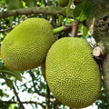 Red Jackfruit Seeds - Tropical Artocarpus heterophyllus Starter Plant for Home Garden, High Germination Rate