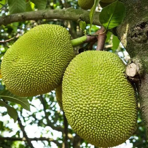 Red Jackfruit Seeds - Tropical Artocarpus heterophyllus Starter Plant for Home Garden, High Germination Rate