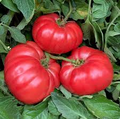 Giant Belgium Pink Tomato Seeds – Heirloom, Non-GMO, Large Fruits for Slicing & Sandwiches – Solanum lycopersicum